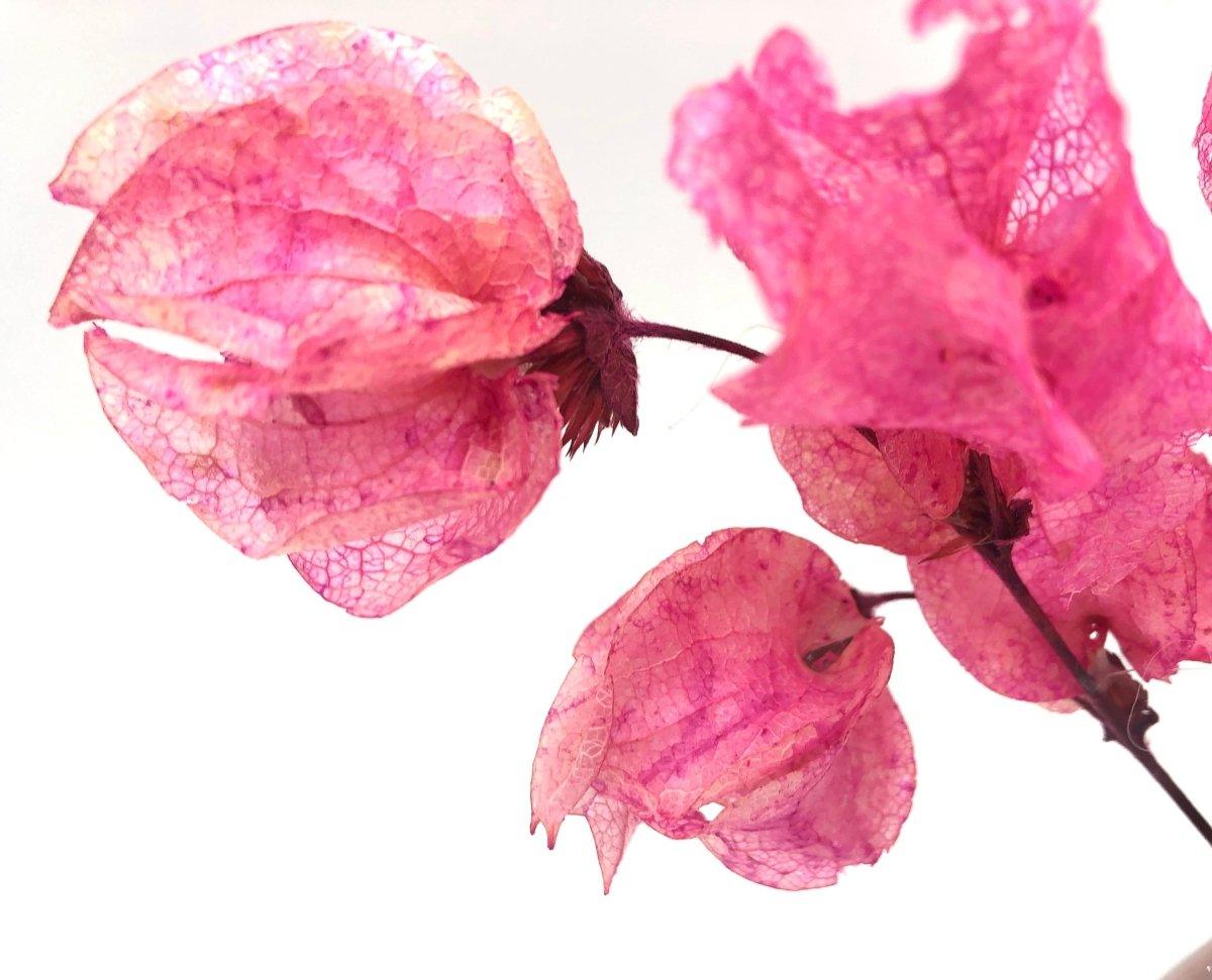 Maiden Lane pink dried flower arrangement - Real Flowers Every Day 